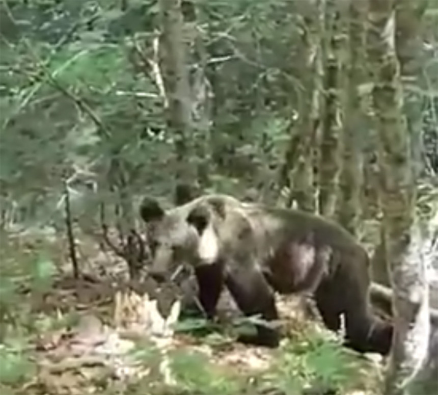 Susret Fočaka sa medvjedom