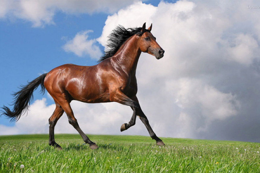 Ukraden konj sa parcele u Tesliću