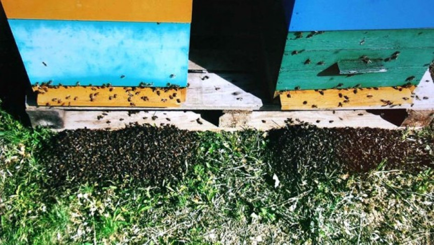 Srbija: Rojevi pčela padaju mrtvi
