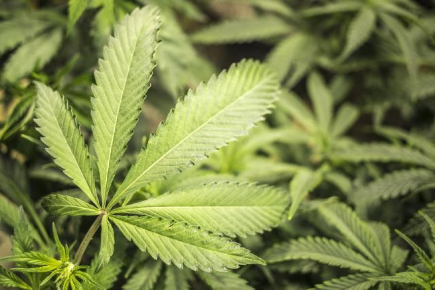 Uvedena zabrana marihuane u Hagu