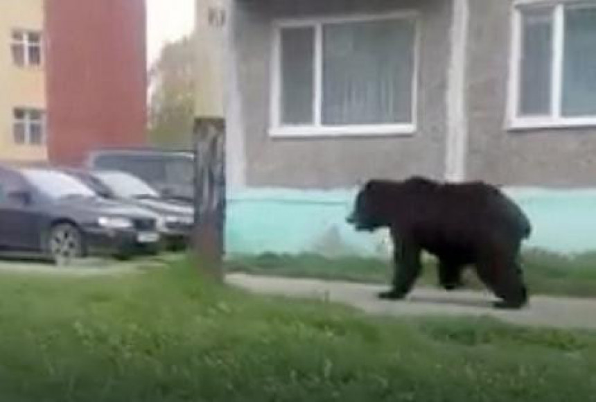 Медвјед на улазу у Бањалуку