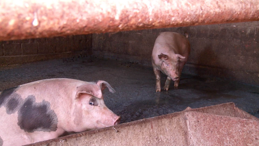 Афричка куга свиња: Има ли опасности за БиХ