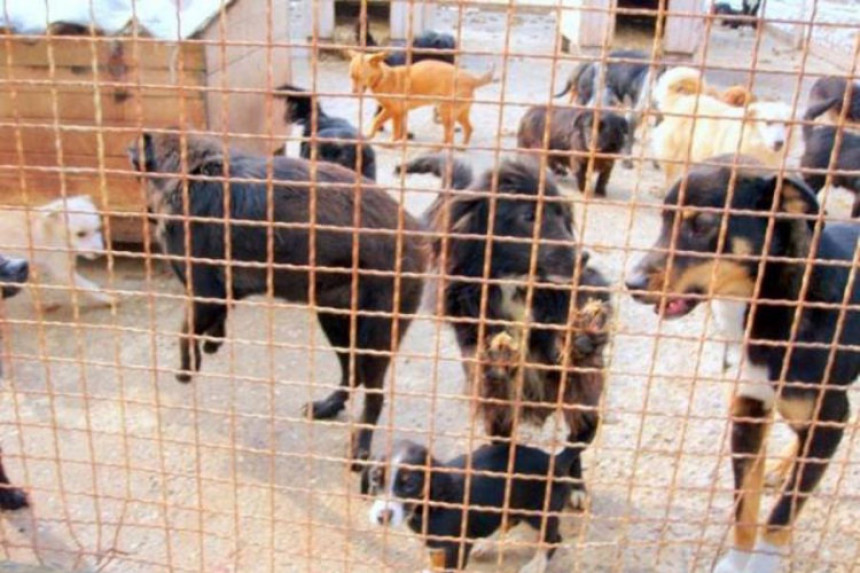 Приједор: Украдено 67 паса из азила