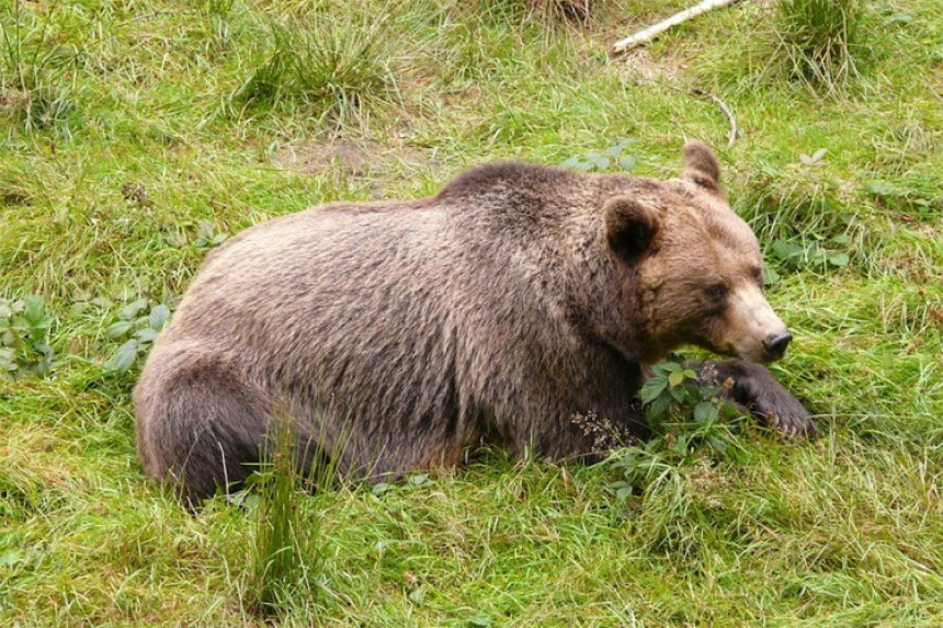 Crna Gora: Pet lovaca uhapšeno zbog medvjeda  