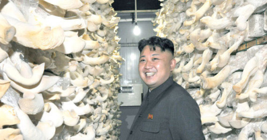 Ким послао у Јужну Кореју двије тоне ријетких печурака
