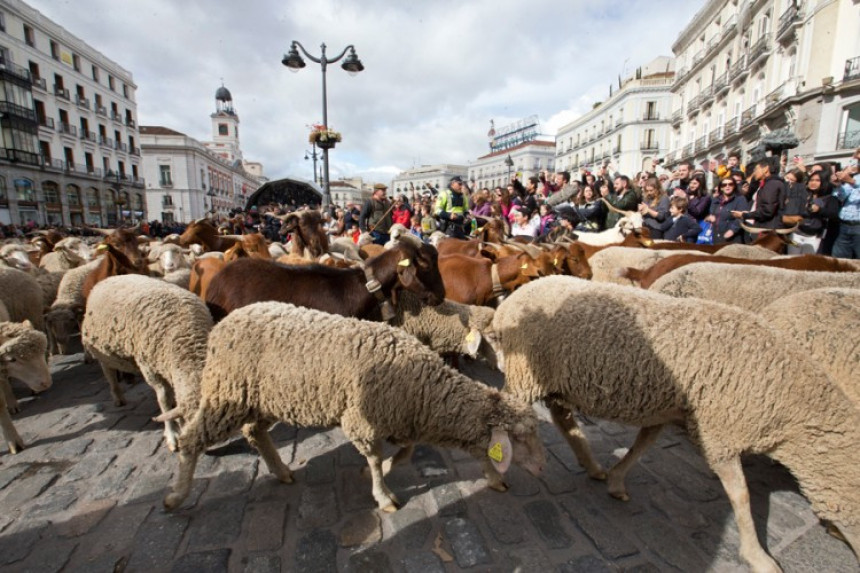 Stada ovaca preplavila glavne ulice Madrida  