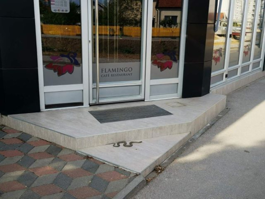 Змија усликана испред ресторана у Бијељини