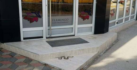 Zmija uslikana ispred restorana u Bijeljini