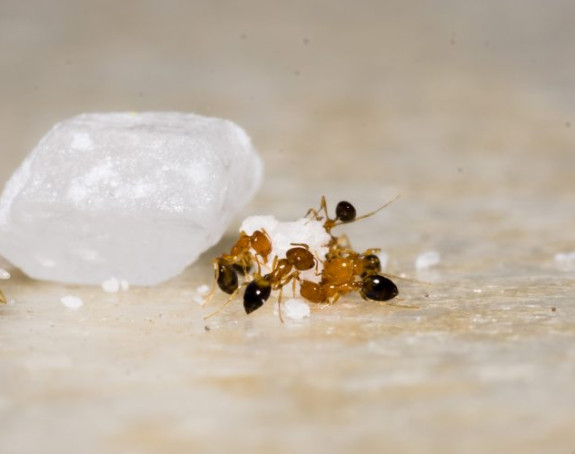 Kako se riješiti mrava? Donosimo nekoliko prirodnih trikova