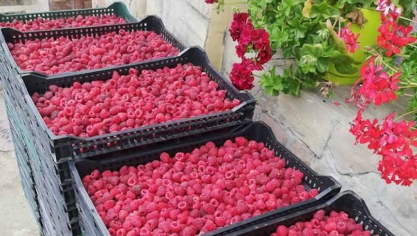 Suvo zlato: Kilogram maline u Srpskoj 72 KM!