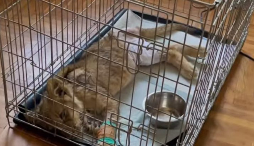 Mala lavica iz ZOO vrta na Paliću i dalje u teškom stanju ali se bori! (VIDEO)