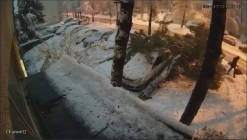 Banjaluka: Drvo od težine palo na pješaka (VIDEO)