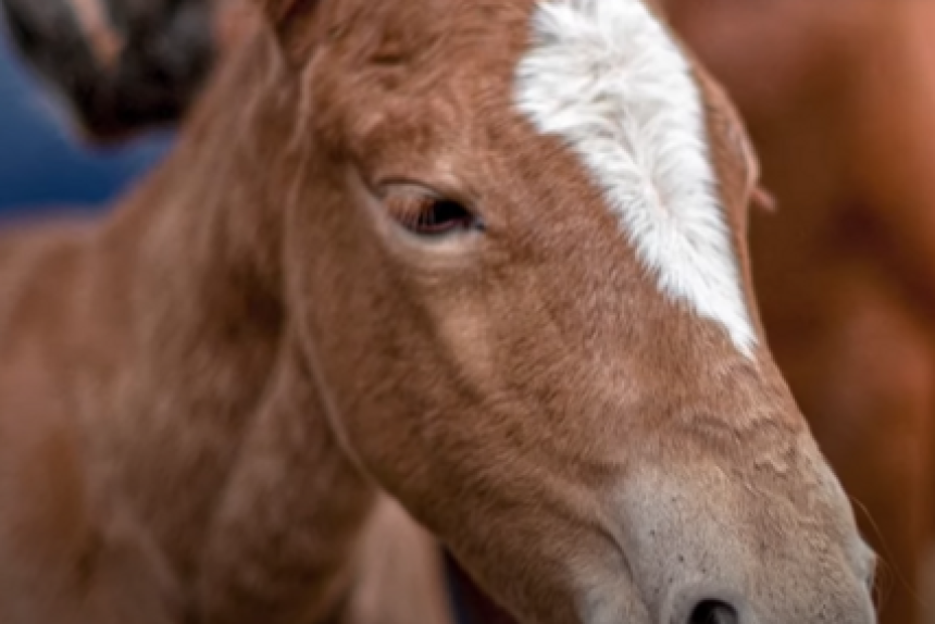 Na Hipodromu u Kragujevcu otrovano 15 konja