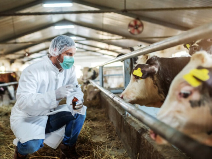 Mljekari iz Srpske zabrinuti, traže spuštanje rampe