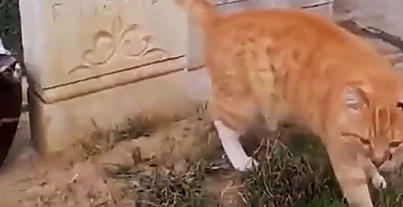 Uginuo mačak koji je živeo sedam godina na grobu svoga vlasnika