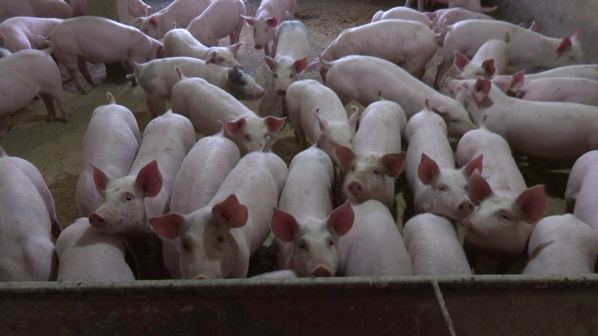 Masnije cijene za 1. maj i Đurđevdan: Prasići i do 10 KM