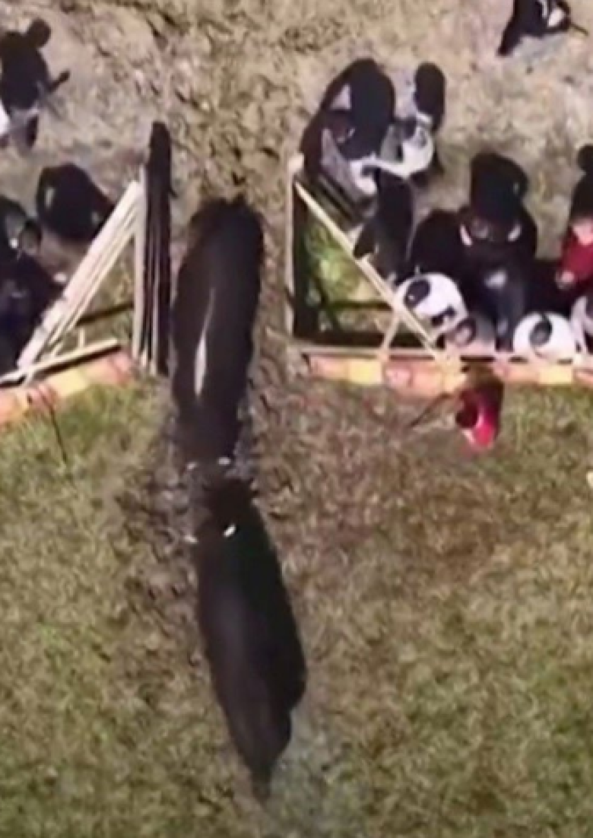 Incident na koridi u BiH: Bikovi pobjegli među publiku