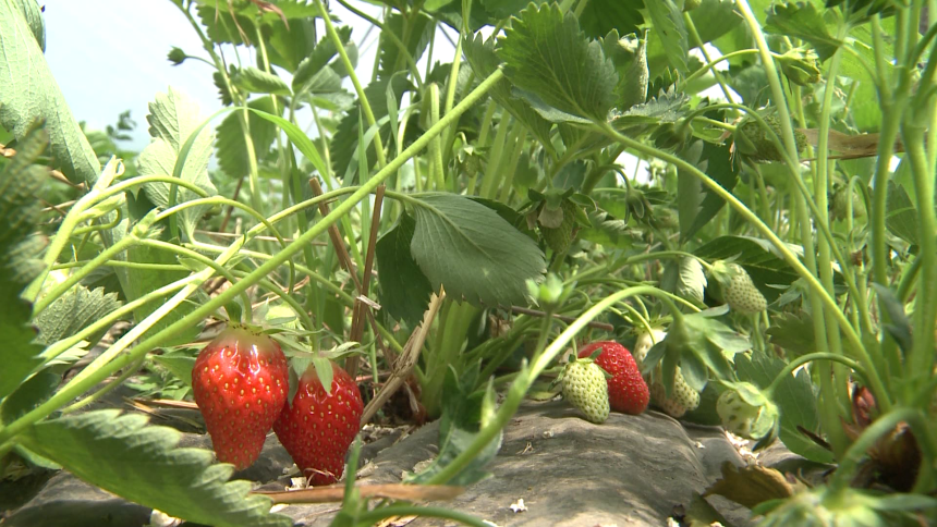 Zašto su domaće trešnje i jagode skuplje nego ikad?