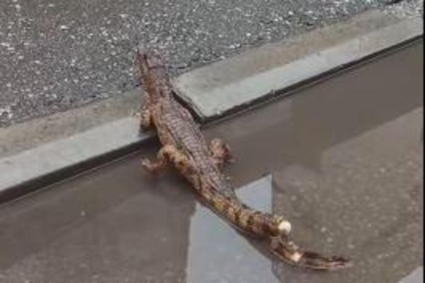 Krokodil na ulicama Niša, građani uznemireni pozvali policiju (VIDEO)