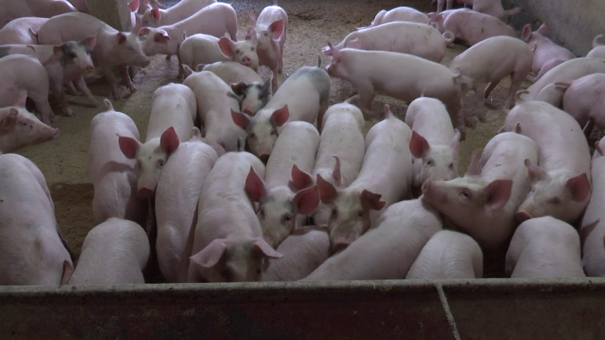 Raste uvoz mesa, vlast zanemarila domaće proizvođače