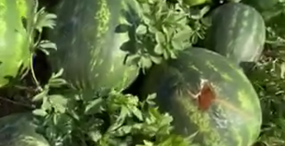 Kako su vrane "obrale" dva hektara lubenice (VIDEO)