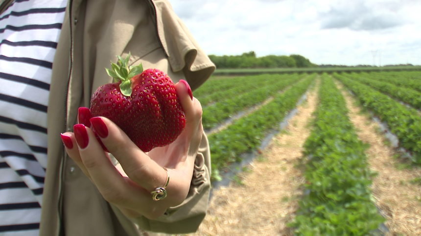 Teška godina: Osrednji rod voća, biće veće cijene
