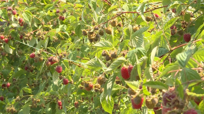 Otkupljivači nude 6,5 KM malinari traže 10 KM, loša je godina