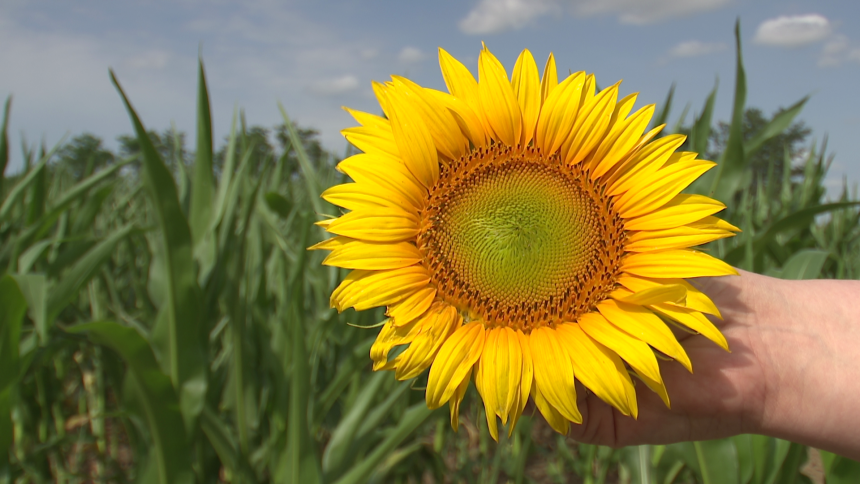Sutra sunčano i vruće, mogući pljuskovi na istoku