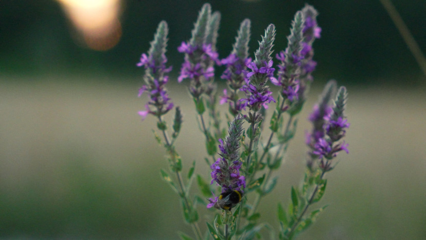 I sutra vruće, do 39 stepeni, kiša moguća na zapadu