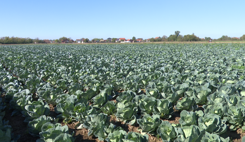 Svoju proizvodnju osigurava sve manje poljoprivrednika