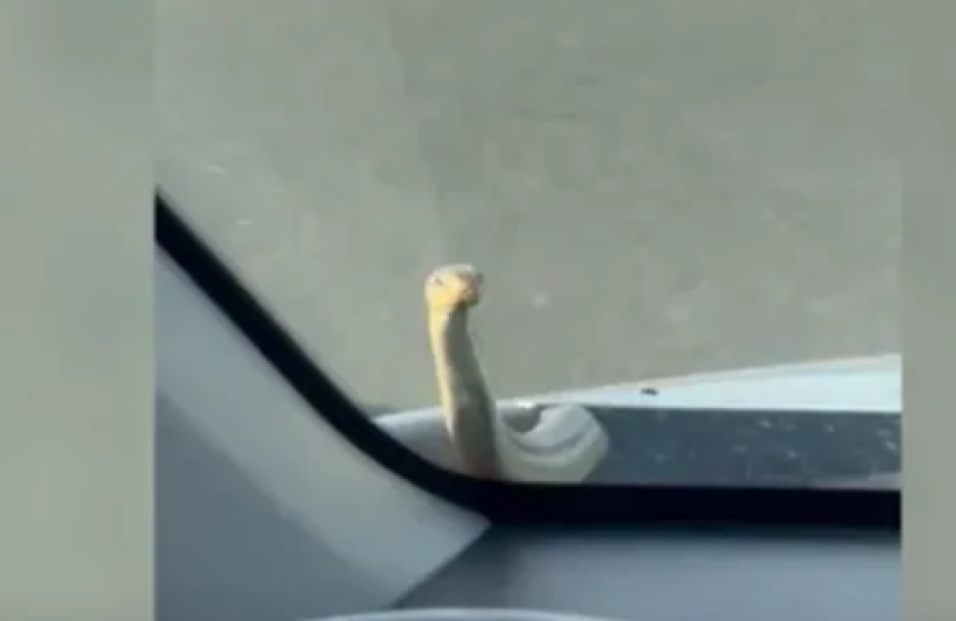 Zmija izašla iz haube usred vožnje na auto-putu (video)