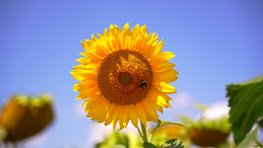 Sutra uglavnom sunčano i toplije, temperatura do 31°C