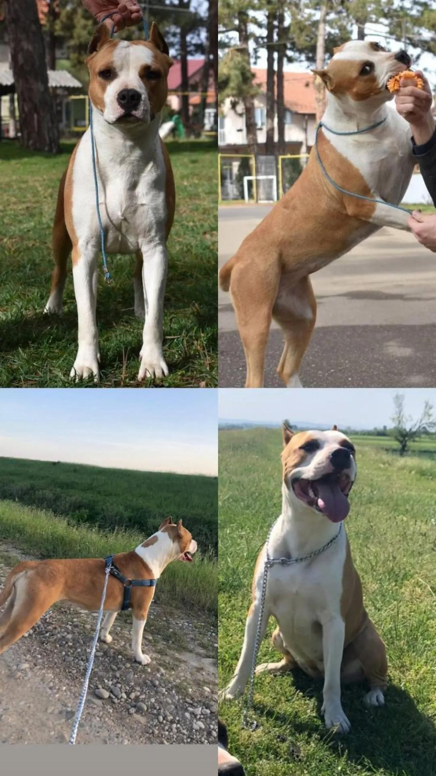 Nestala ženka američkog staforda u okolini sela Patkovača