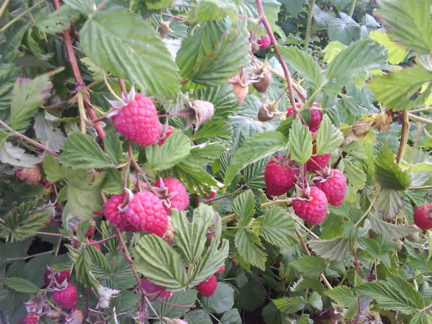 Berba malina pri kraju, malinari nezadovoljni cijenom