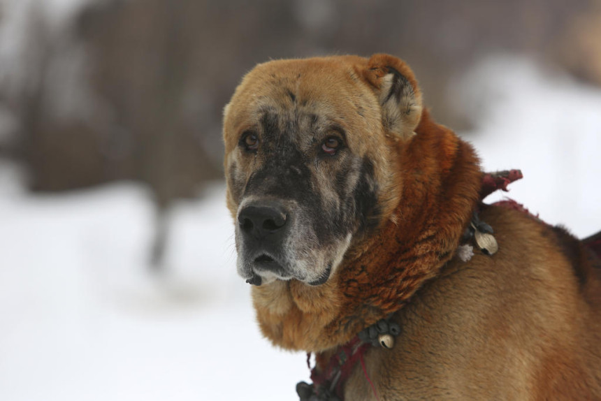 Spriječene ilegalne borbe pasa: Uhapšeno 14 osoba