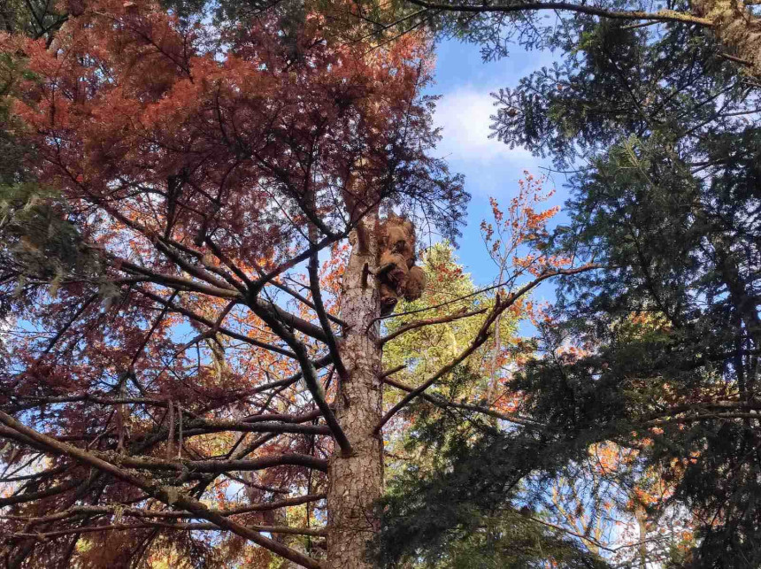 Mrtav medvjed na drvetu u naselju Podgrab kod Pala
