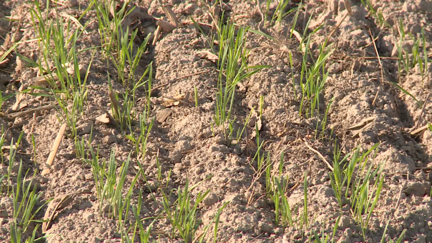 Brčko: Ekonomska situacija dovela u pitanje sjetvu pšenice