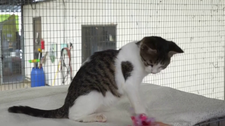 Kažnjena sa 1.250 evra jer je njen mačak odlazio kod komšije