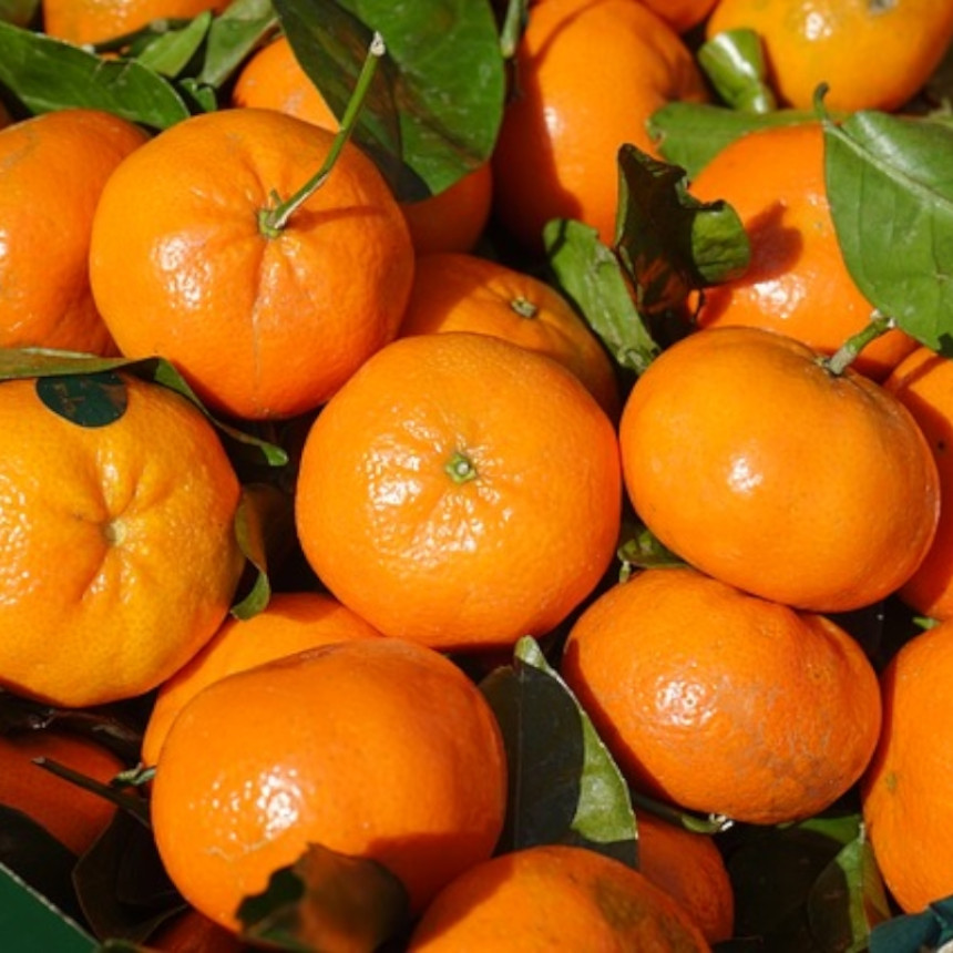 Tone mandarina u dolini Neretve propadaju