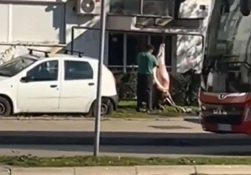 Zbog ove scene u Nišu cijela Srbija se smije i krsti (VIDEO)