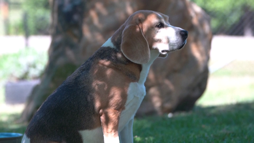 Rusija: Pas izazvao eksploziju u stanu, uključio šporet