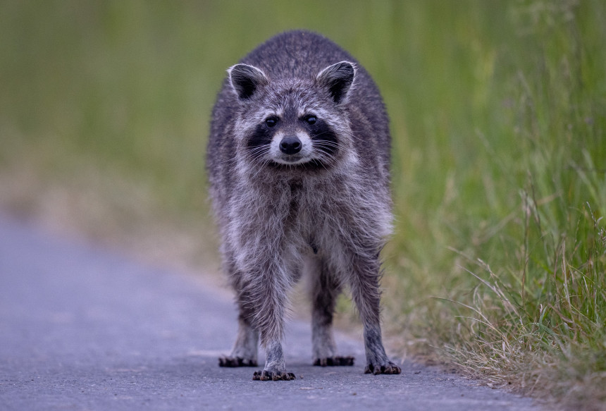 Rakun iz prodavnice pića osumnjičen i za druge "provale"