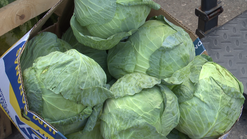 Uzaludan trud: Cijene niske, a tone kupusa ostale na njivama