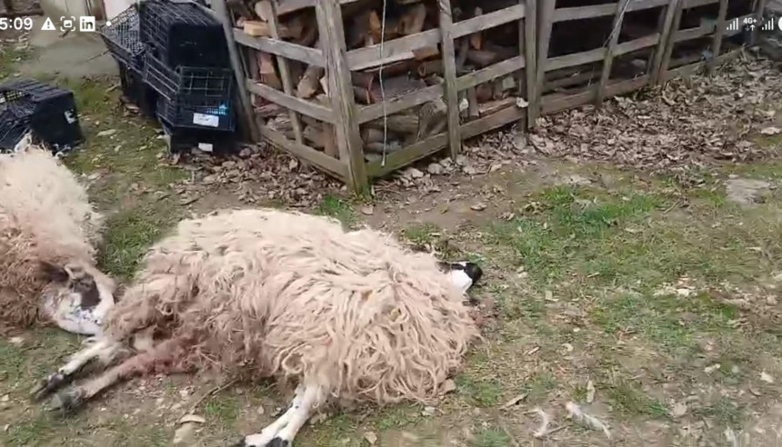 Šakali poklali ovce na periferiji Banjaluke (VIDEO)