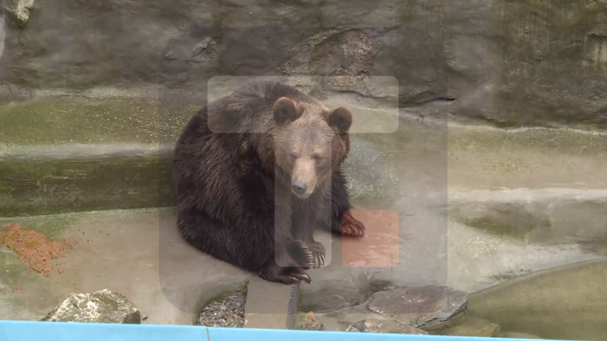 Мечка Дуња данас није видјела своју сјенку и наговијестила да зима неће трајати дуго