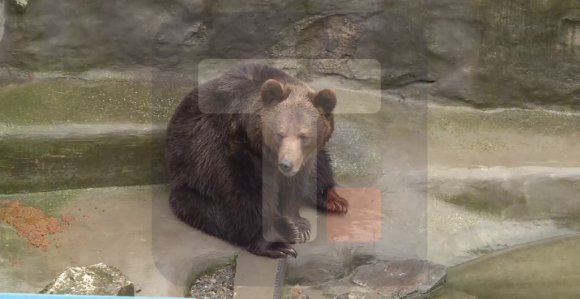 Мечка Дуња данас није видјела своју сјенку и наговијестила да зима неће трајати дуго