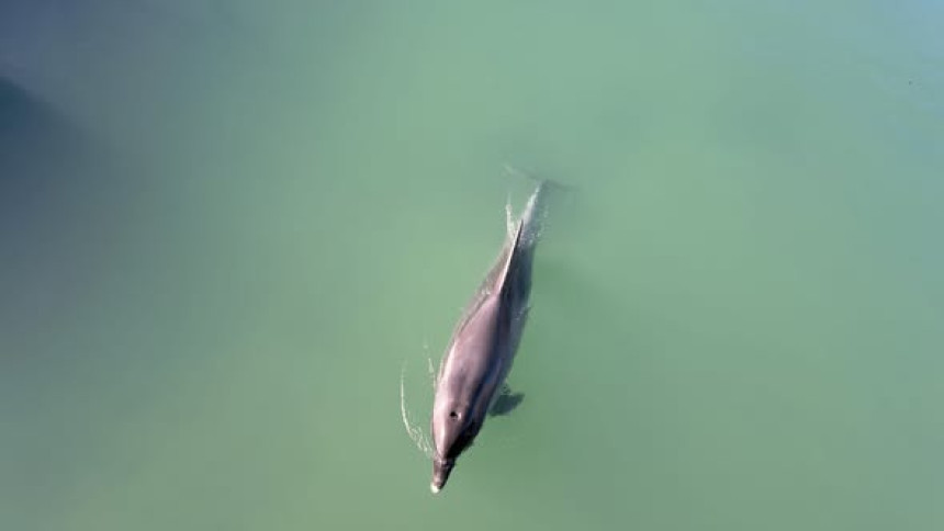 Zalutao u slatku vodu: Delfin snimljen u rijeci u Hrvatskoj