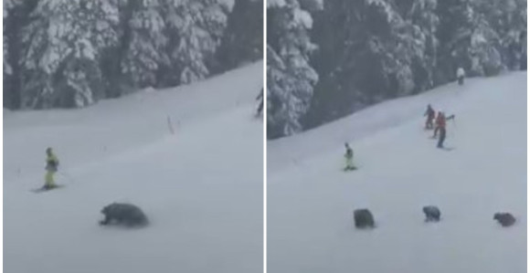 Medvjedi napali skijaše na stazi u Americi (VIDEO)