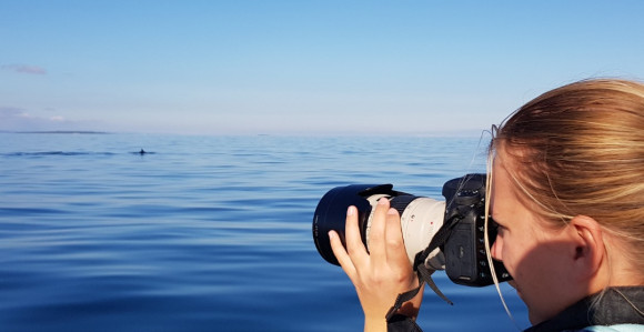 Опасност? Џиновски морски пас виђен у Јадрану