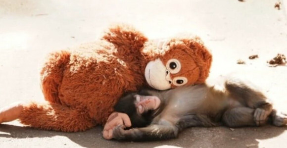 Коначно је добио свој први загрљај - мајмунче Пунч